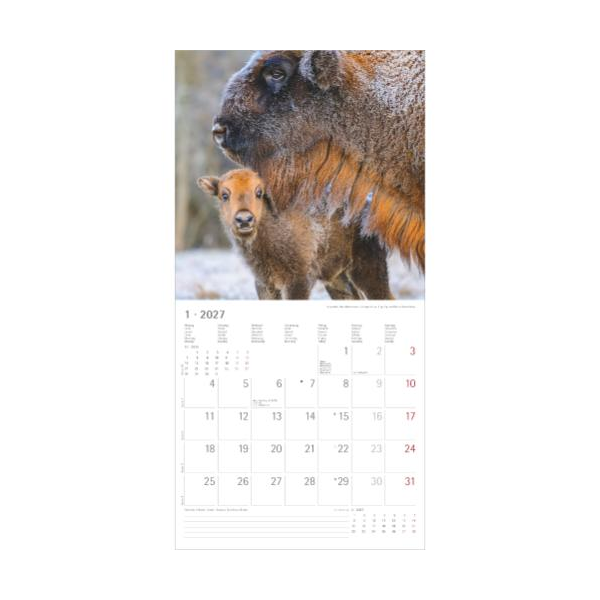 Kalender 2027 Broschürenkalender Tierbabys - 30x30 Ringösenheftung Alpha Edition