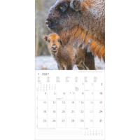 Kalender 2027 Broschürenkalender Tierbabys - 30x30...