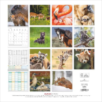 Kalender 2027 Broschürenkalender Tierbabys - 30x30...