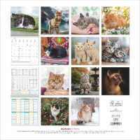 Kalender 2027 Broschürenkalender Katzen - 30x30...