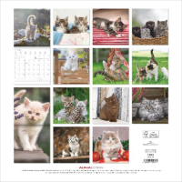 Kalender 2027 Broschürenkalender Samtpfötchen -...