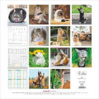 Kalender 2027 Broschürenkalender Funny Cats - 30x30...