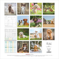 Kalender 2027 Broschürenkalender Hunde - 30x30...