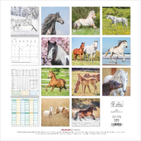 Kalender 2027 Broschürenkalender Pferde - 30x30...